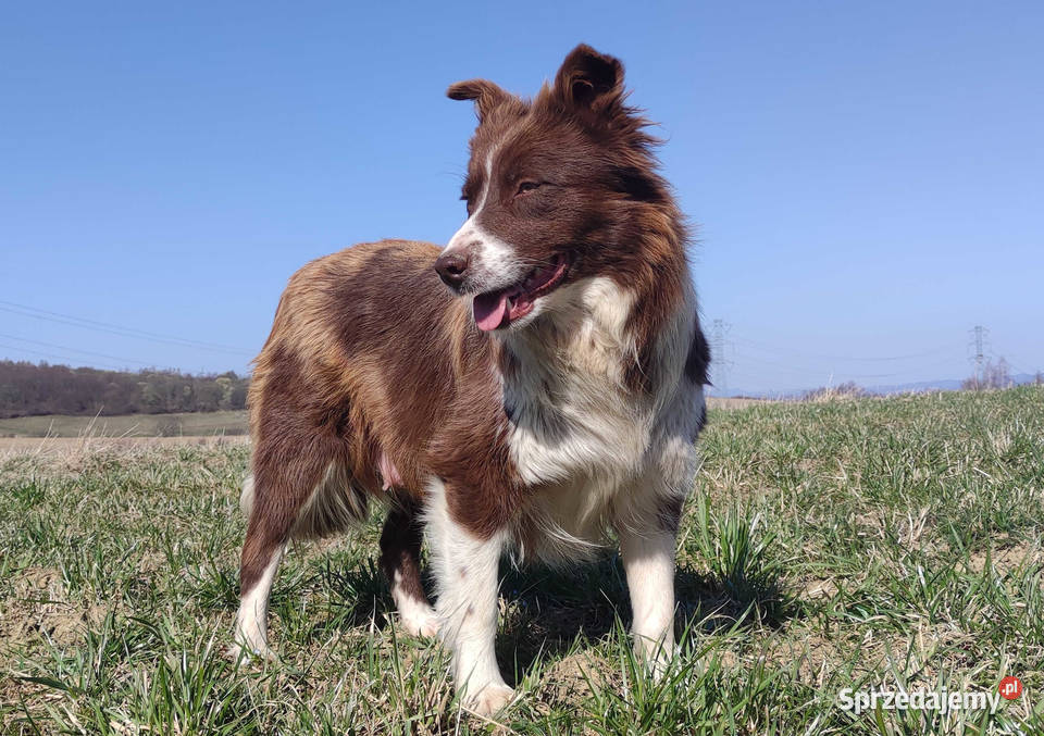 Rasowy Pies Border Collie TOMI z pełną dok z Pozostałe