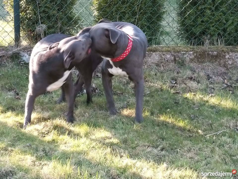 Miot Pieknych Amstaff Blue Silne Szczeniaki Gdańsk