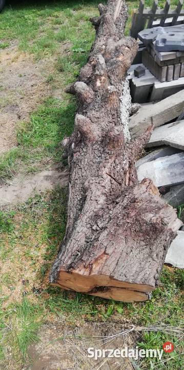 Pień kłoda gruszy Ostrów Wielkopolski sprzedam