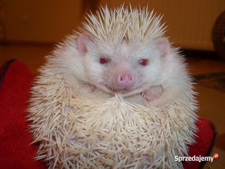 Samica jeża afrykańskiego pigmejskiego Rybnik
