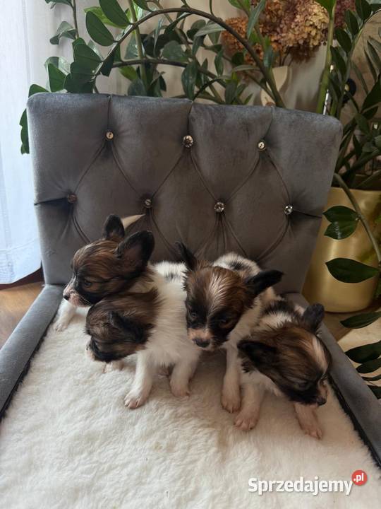 Papillon szczeniak Spaniel kontynentalny śląskie Dudki