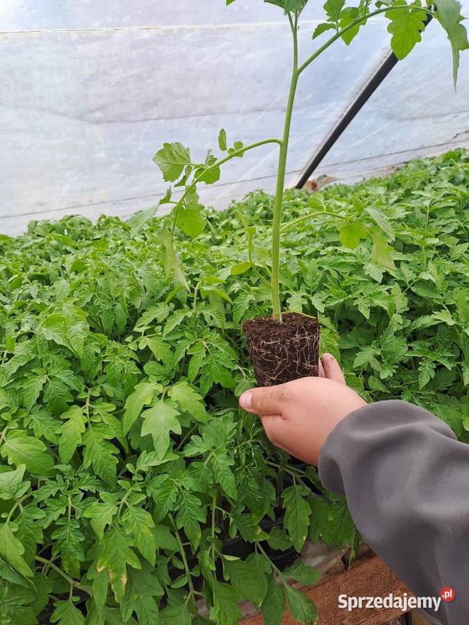 sprzedam pomidory Wawrzeńczyce