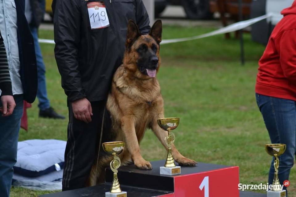 Szczeniak owczarek niemiecki krótkowłosy Nowy Sącz