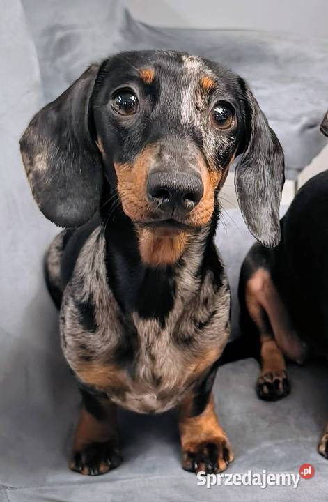 Jamnik krótkowłosy miniaturowy Szczecin sprzedam