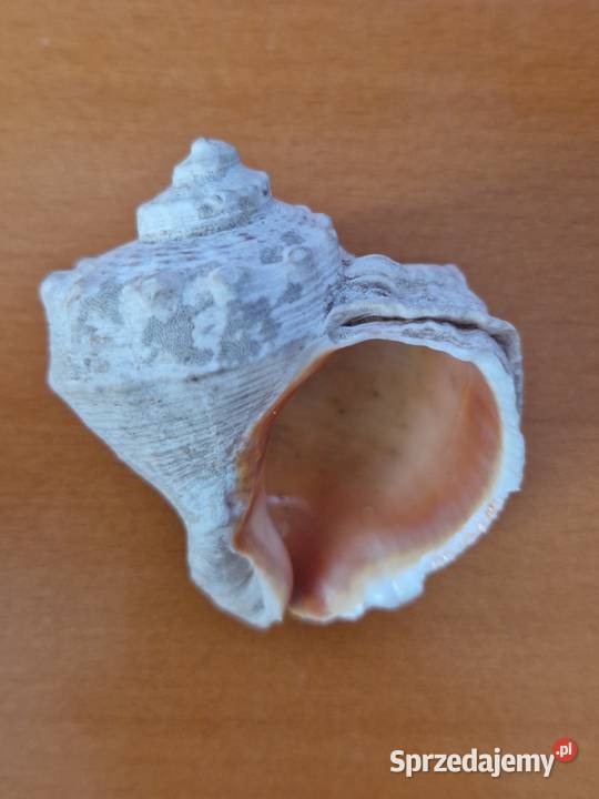2 muszle morskie rapana venosa rapana Thomasa Warszawa