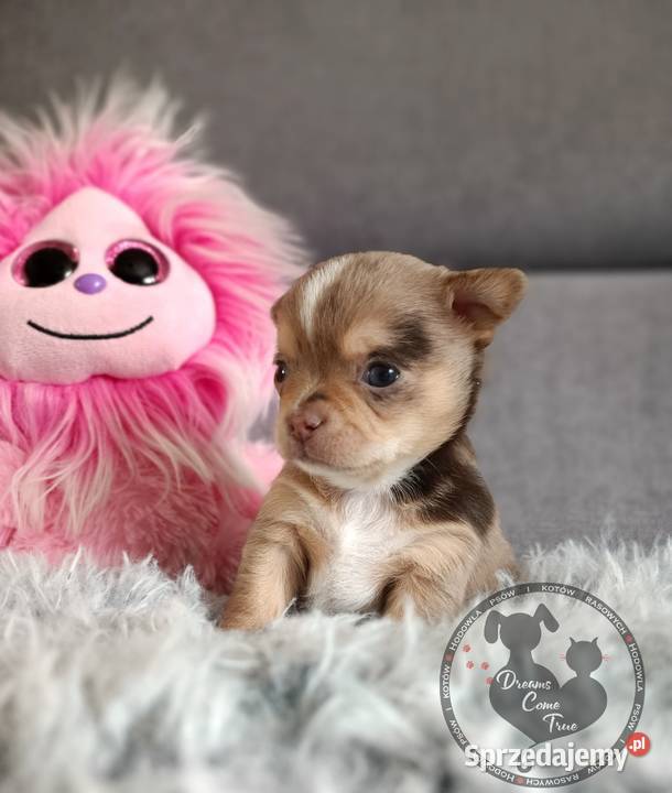 Sunia Rodowodowa Chihuahua Merle Do Rezerwacji Psy Ustroń