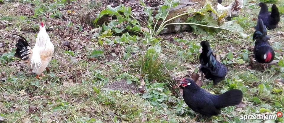 Kury bantamki i seramki Brusy sprzedam