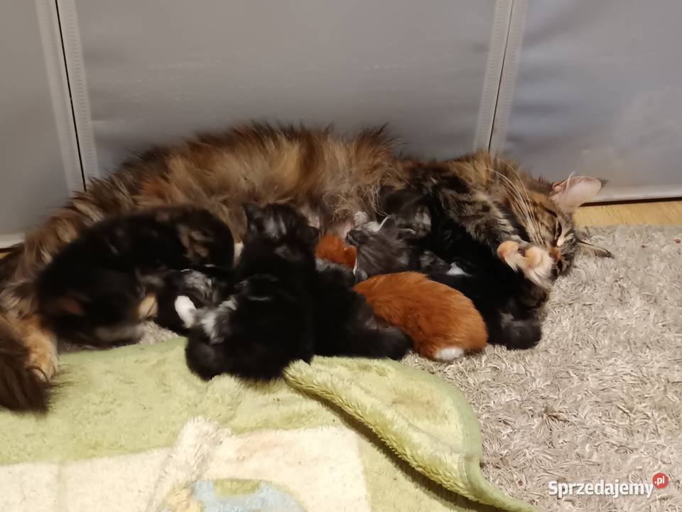 Przepiękne kocięta Maine coon do rezerwacji Prawęcin