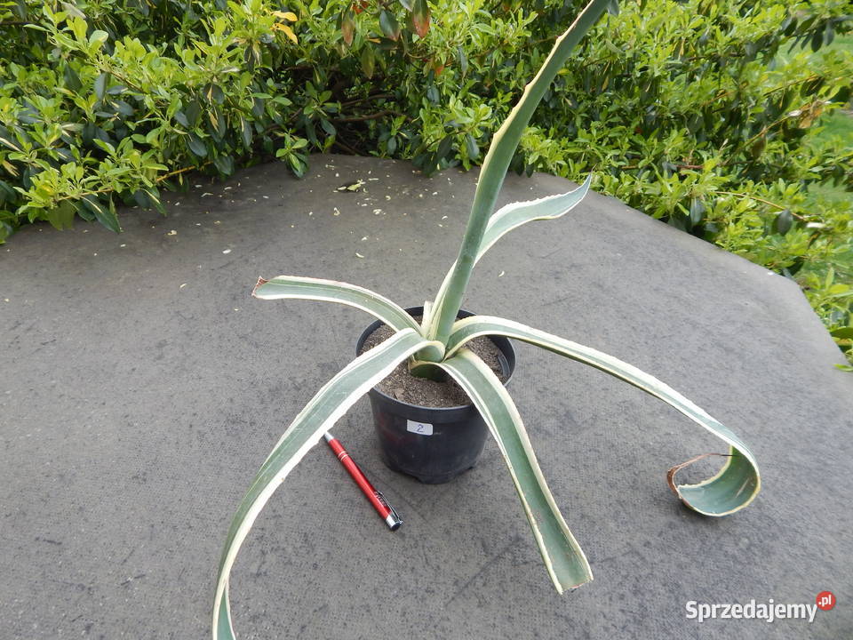 Kolorowa agawa agave americana variegata NOVA 3 Kraków