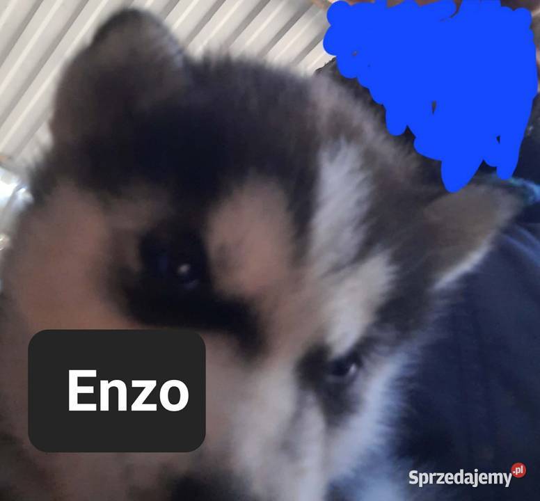 Dostępne szczeniaki rasy Syberian husky Reda