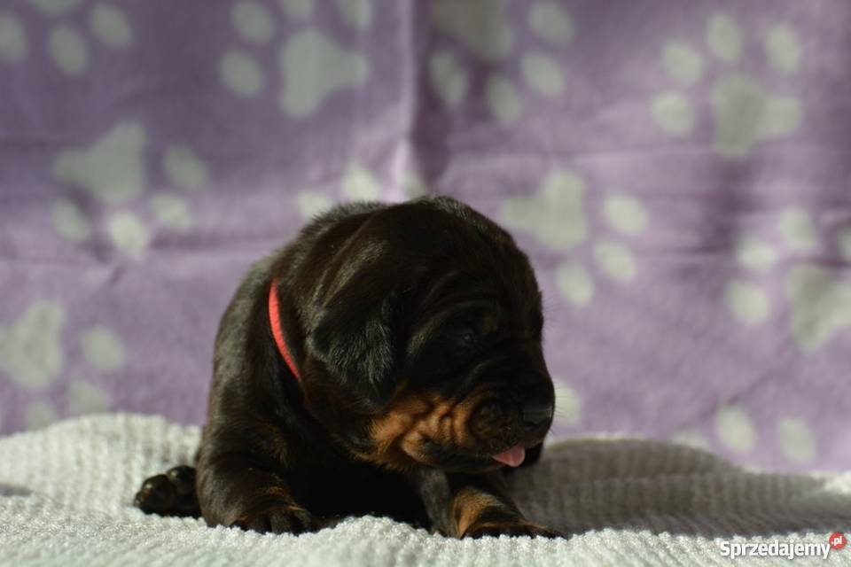 Tosa Inu szczenięta FCI Boboszów sprzedam