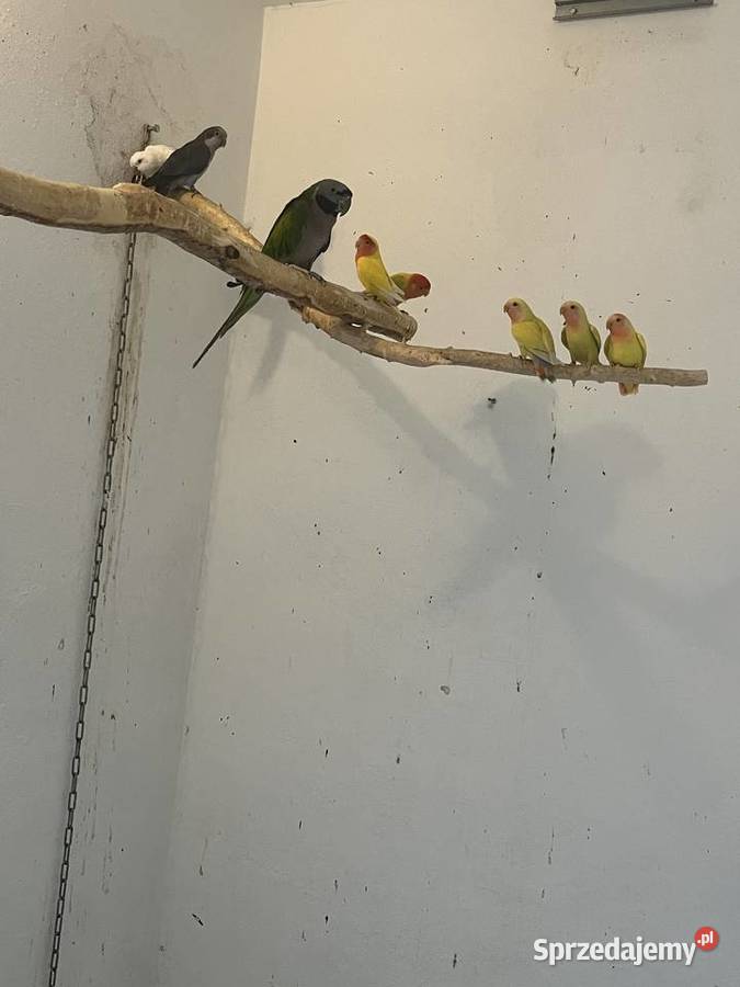 Papugi nierozłączki nimfy Mnichy śląskie