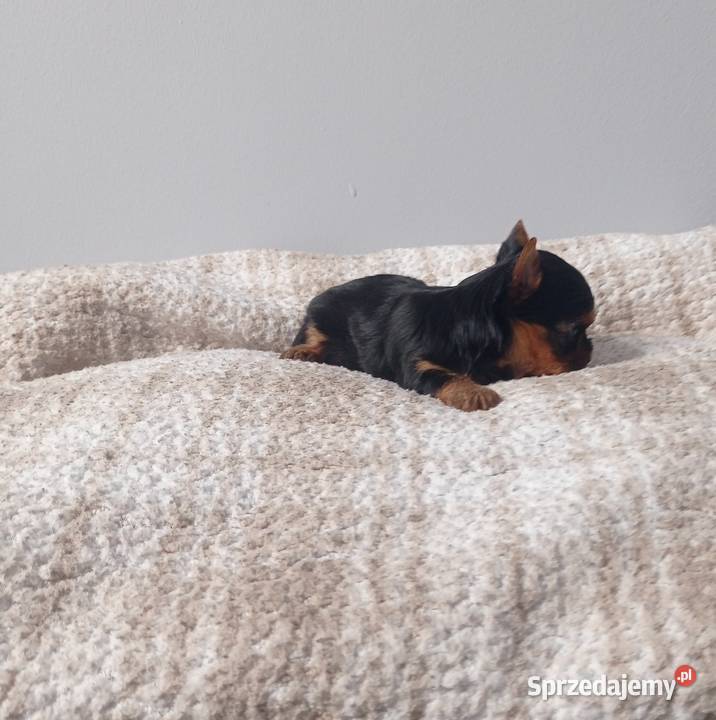 Yorkshire terrier Śliczna mini suczka lubuskie Nowe Miasteczko sprzedam
