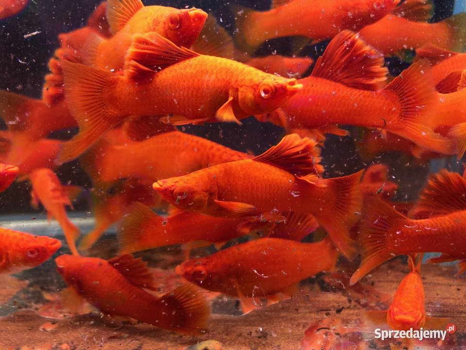 Mieczyk kalafior cauliflower polski krajowy