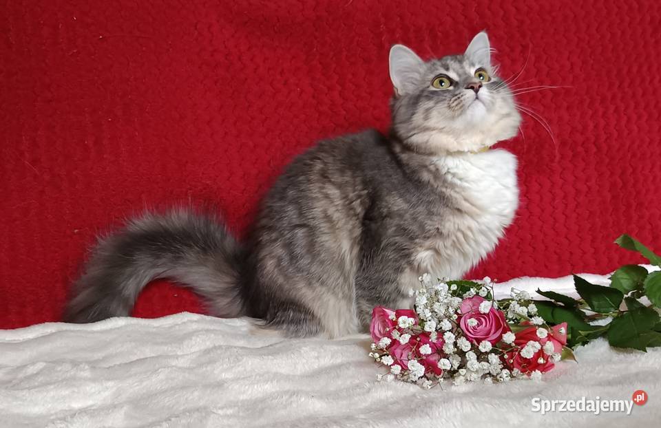 Koty Syberyjskie MELBA ZKolakowegoDomu wielkopolskie