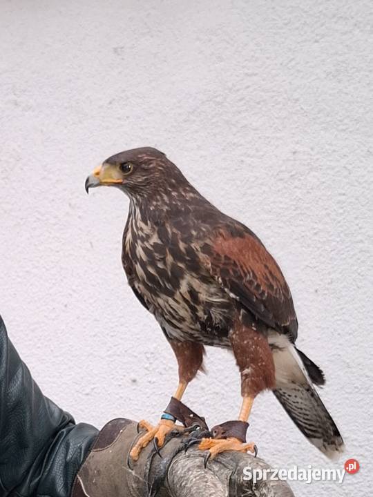 Jastrząb Harrisa 2025 Ptaki śląskie Nieborowice