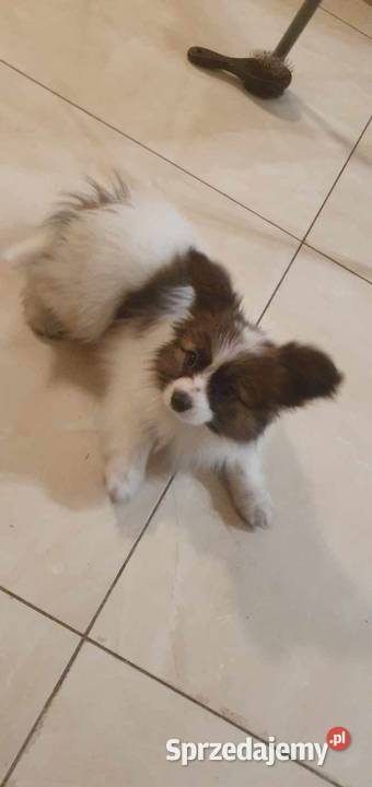 Papillon Spaniel Kontynentalny miniaturowy Rudnik Wielki