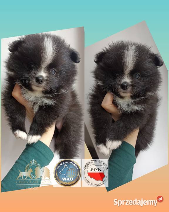 Suczka pomeranian szpic miniaturowy czarna łódzkie Bełchatów