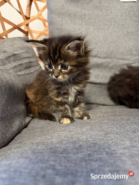 Maine coon kocięta pomorskie Starogard Gdański