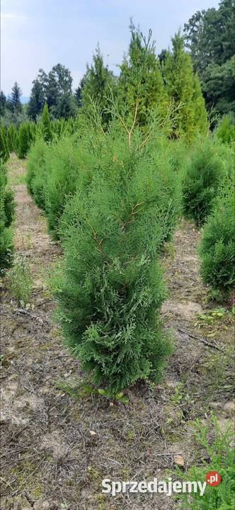 Tuja Kolumna Thuja Columnawysokości 120 kopana z Iglaste Olszana