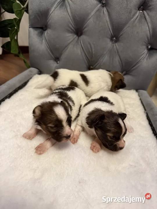 Papillon Spaniel kontynentalny miniaturowy Dudki