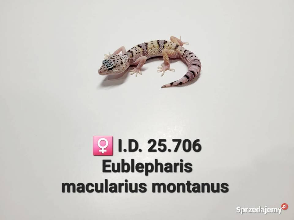 Gekony lamparcie Gady i płazy śląskie Zawiercie