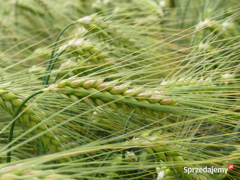 Jęczmień ozimy pastewny SU MIDNIGHT Piła