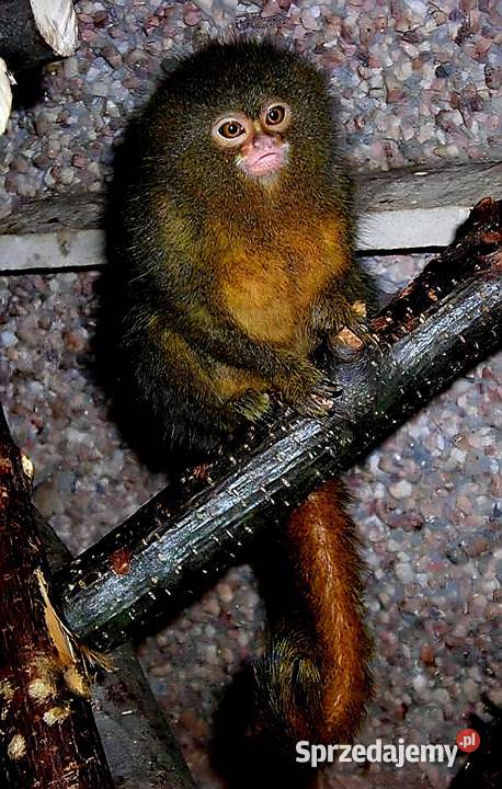 Pigmejka Karłowata Cebuella pygmaea MŁODE Katowice sprzedam