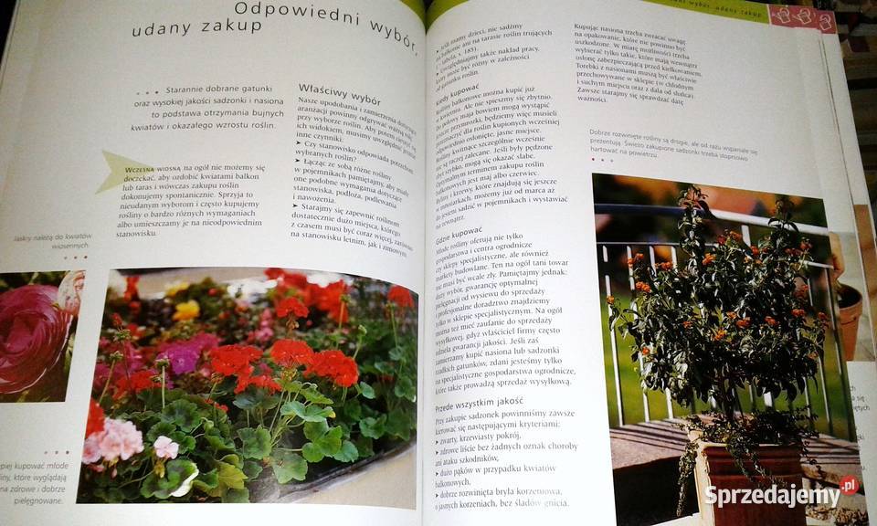 Rośliny balkonowe Joachim Mayer twarda