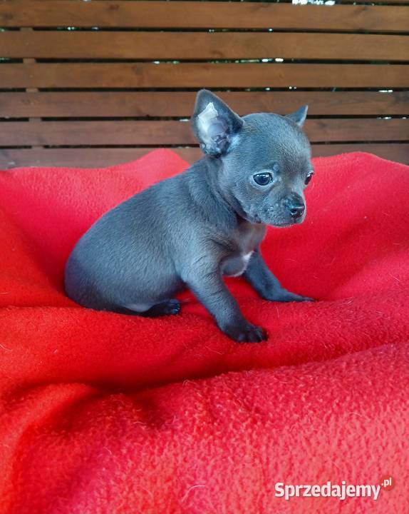 Piękny piesek chihuahua mazowieckie Płock