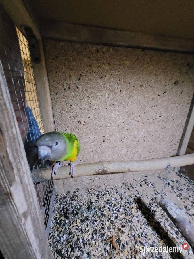 Afrykanka żółtobrzucha senegalka 2023r samica Ulanica sprzedam