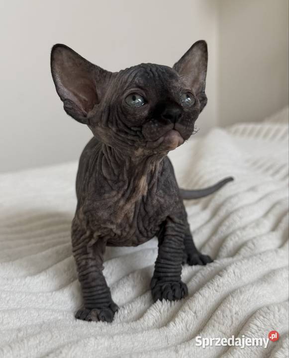 Koteczka sfinks rodowód WCF Łódź