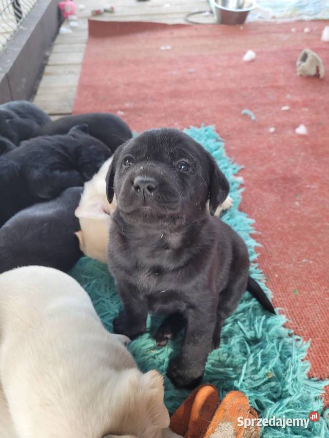 Labradory z rodowodem