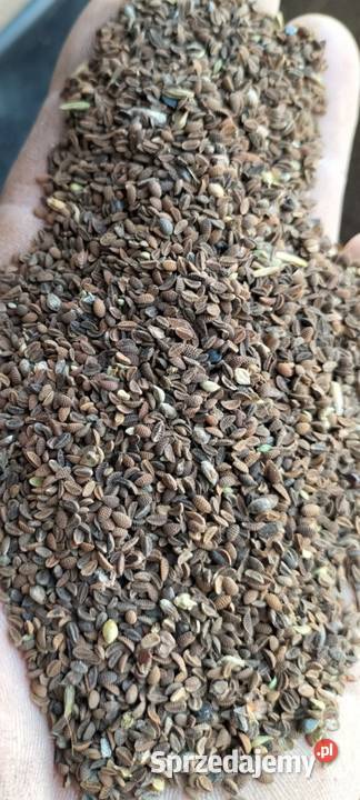 Facelia błękitna Lipnica