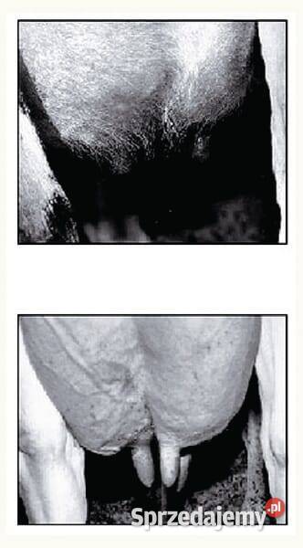 Opalarka do wymion na butlę VV15675 małopolskie