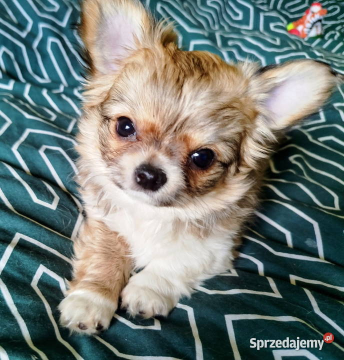 Maleńka sunia chihuahua wielkopolskie Konin