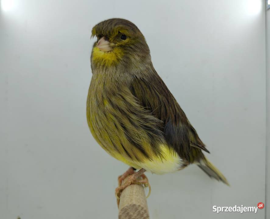 Kanarek kanarki glostery samce i samice Kępno sprzedam