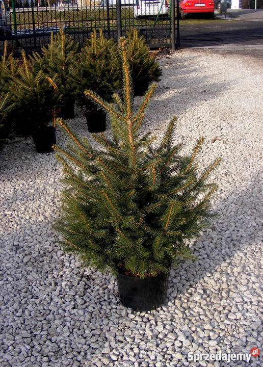 Choinki Świąteczne Rzeszów