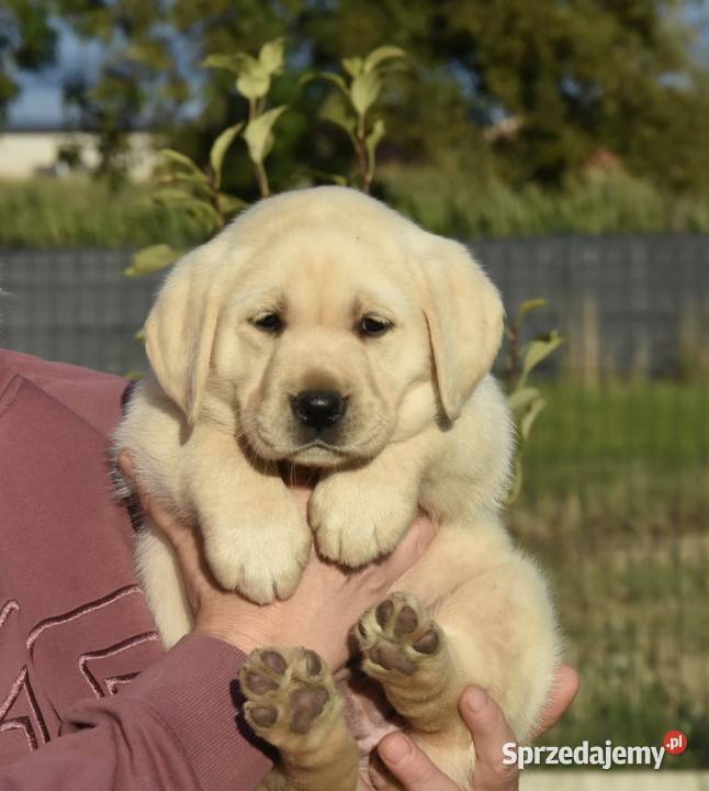 Labrador retriever FCIZKwP wielkopolskie Mikstat
