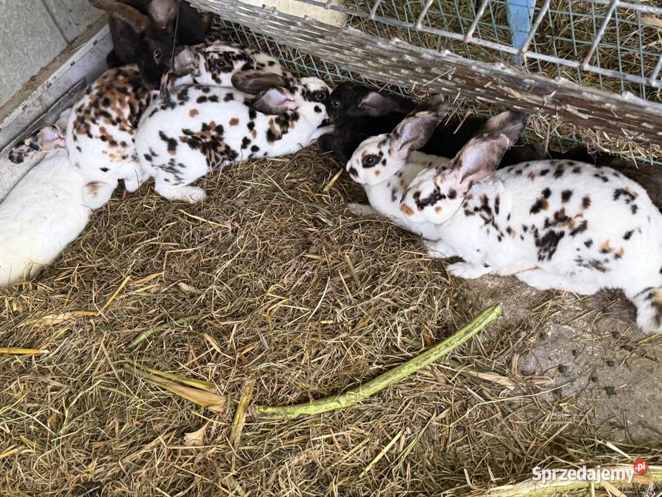 Sprzedam Młode Króliki Rex małopolskie Tarnów