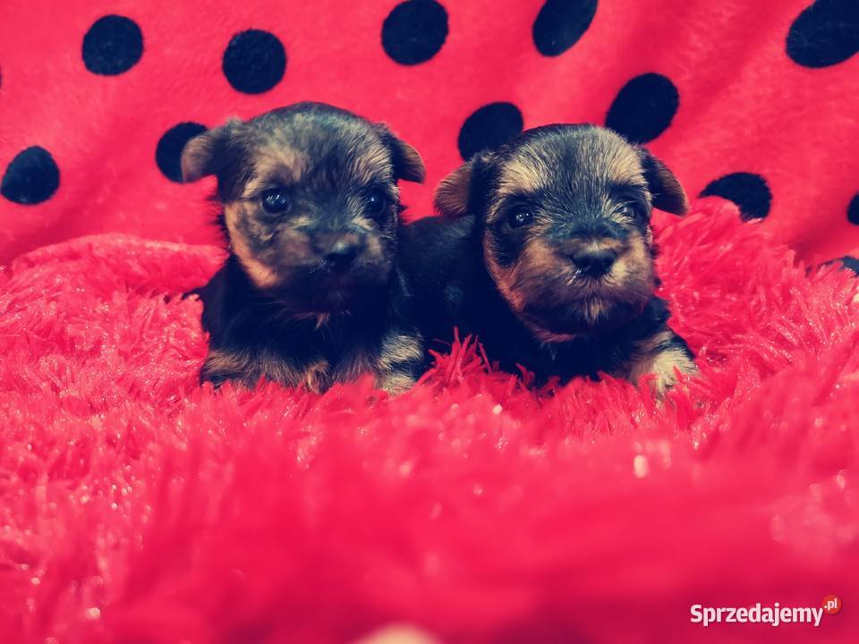 York shire terrier Białystok