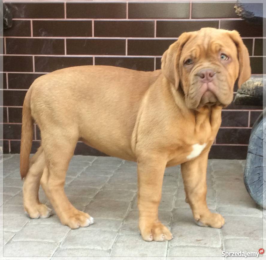 Dogue de Bordeaux Dog Mastif szczenię suczka