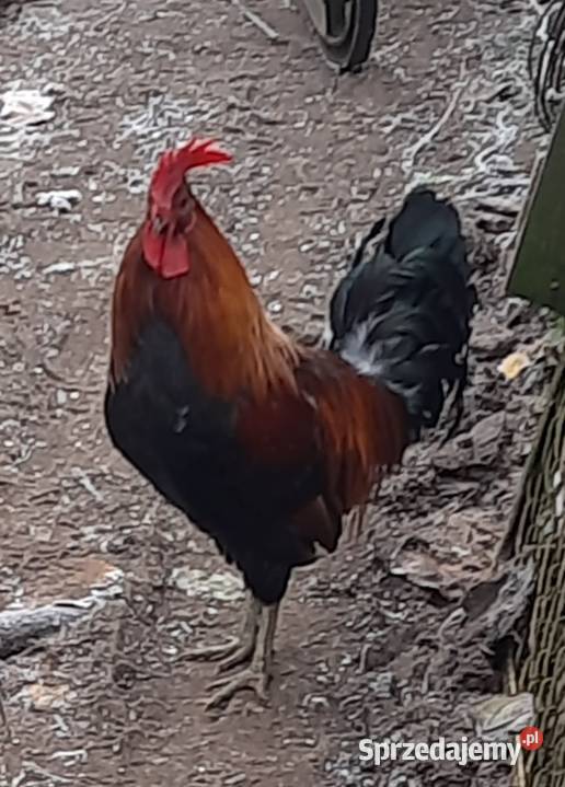 Roczny kogut zielononóżka Morąg