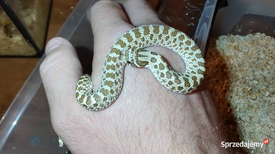 Heterodon Szczecinek