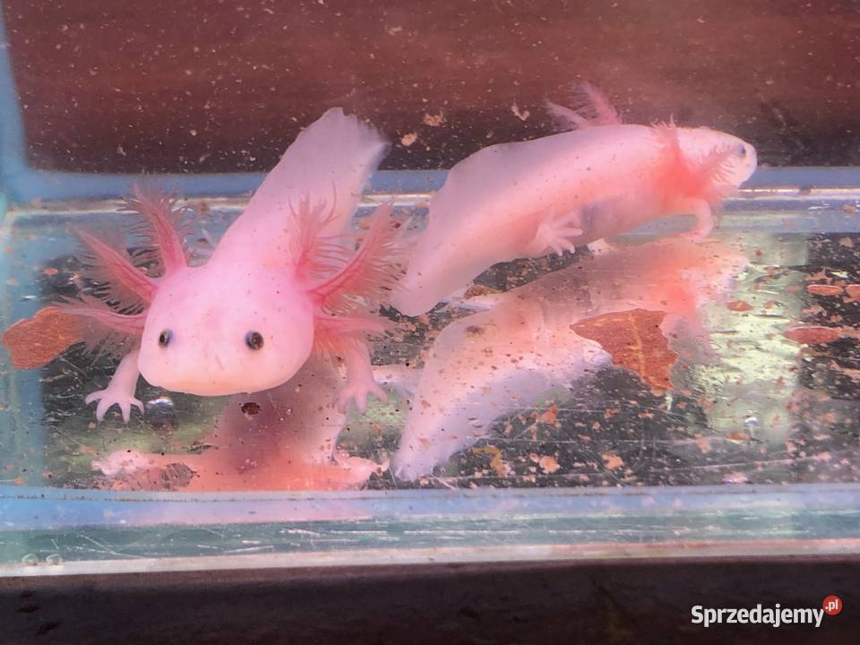 Aksolotl Ambysoma Mexicanum Salamandra Justynów