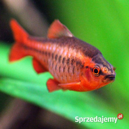 Brzanka wysmukła Brzanka Titteya Puntius titteya