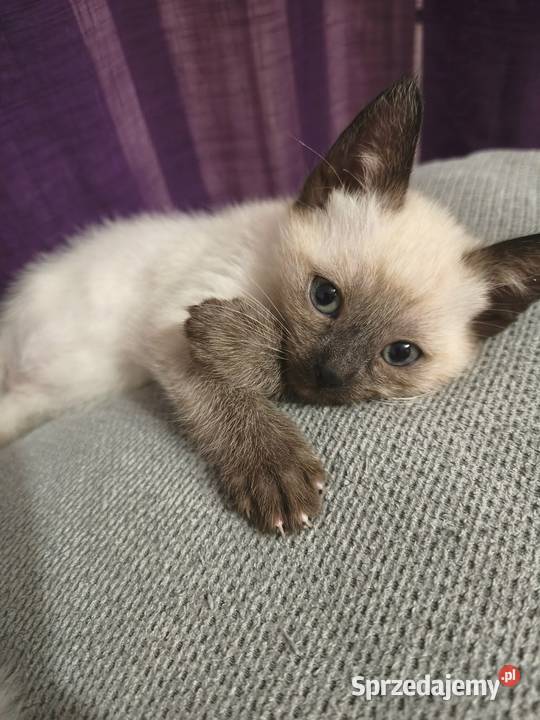 Sprzedam koty syjamskie starego Syjamski Gorzów Wielkopolski
