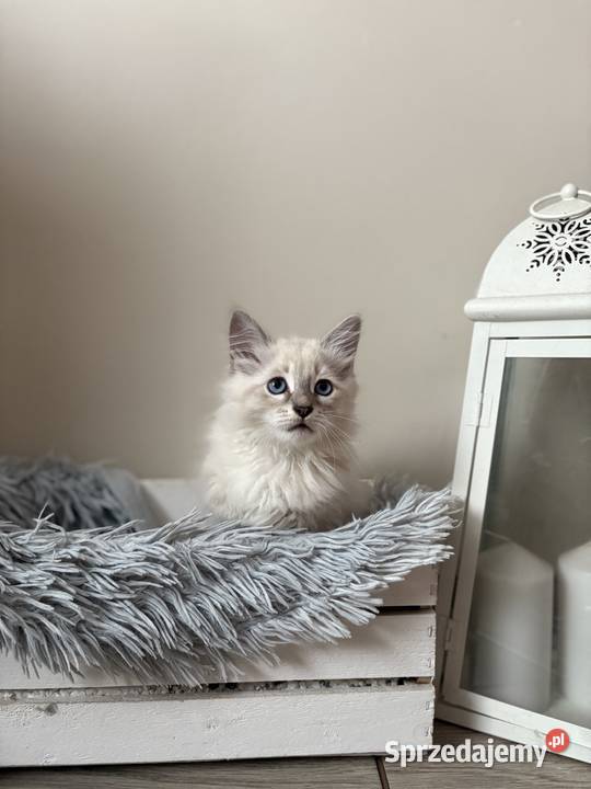 Kocurek Neva Masquerade Kępno