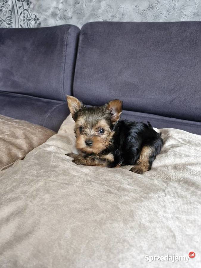 Yorkshire terrier sprzedam piesek i suczkę York
