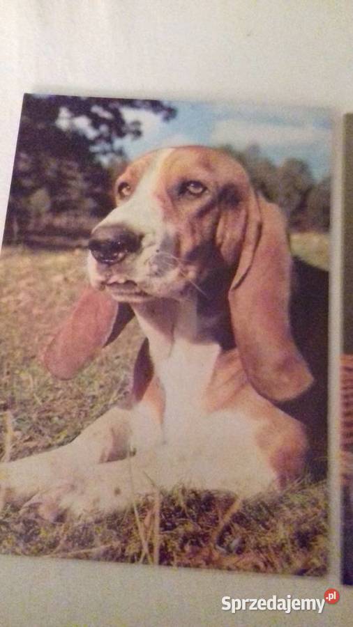 Kartki pocztowe z psami Krasnystaw